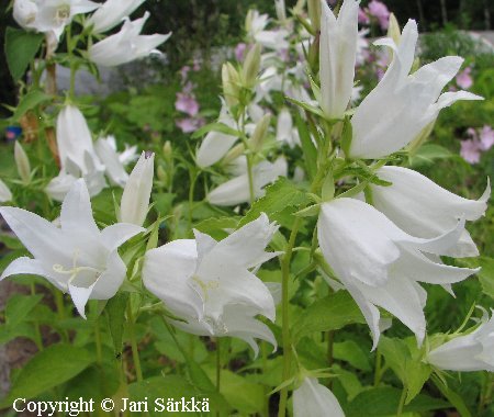 Campanula latifolia 'Alba'